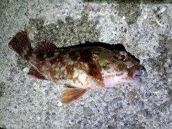 大蔵海岸でメバリング、魚は浮いてる様子？