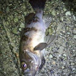 下げ潮一発勝負で25cmゲット、明石港でメバリング