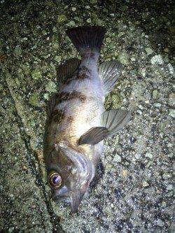 下げ潮一発勝負で25cmゲット、明石港でメバリング