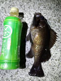 下げ潮一発勝負で25cmゲット、明石港でメ…