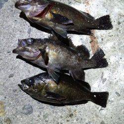 明石一文字と新波止でメバリング、ボトムで良型メバル