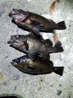 明石一文字と新波止でメバリング、ボトムで良型メバル