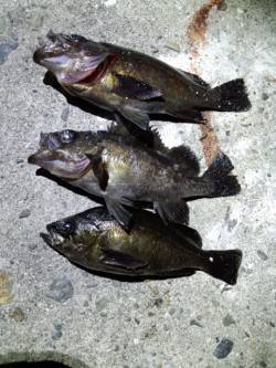 明石一文字と新波止でメバリング、ボトムで良…