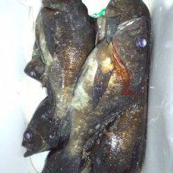 明石一文字と新波止でメバリング、ボトムで良型メバル