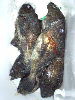 明石一文字と新波止でメバリング、ボトムで良型メバル