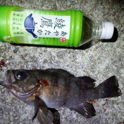 明石港のメバリングで27cmの良型メバル♪