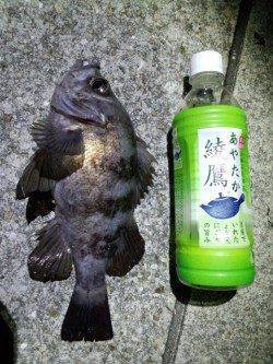 明石港のメバリングで27cmの良型メバル♪