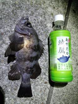 明石港のメバリングで27cmの良型メバル♪…