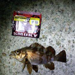 激流でもメバルは釣れるか検証してみました