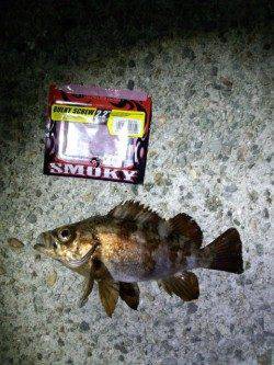 激流でもメバルは釣れるか検証してみました