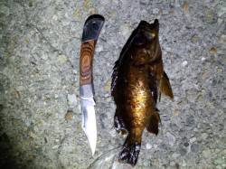 大蔵海岸でメバリング、魚は浮いてる様子？