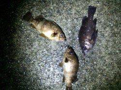 明石港メバリング、ベイトはまだアミばかりでした