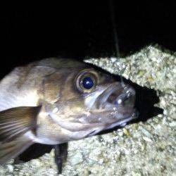 明石港メバリング、ベイトはまだアミばかりでした