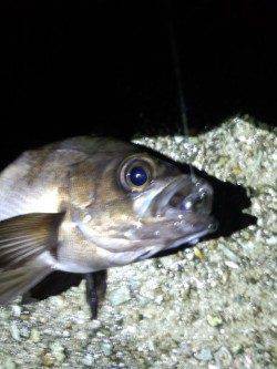 明石港メバリング、ベイトはまだアミばかりでした