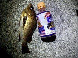 大蔵海岸メバリング、強風の中なんとかボトムでゲット