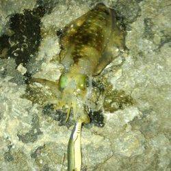 串本大島橋下でエギング！