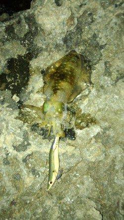 串本大島橋下でエギング！