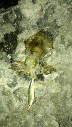 串本大島橋下でエギング！