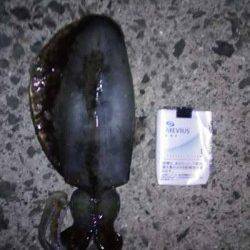 印南港　風裏探しのエギングでアオリイカ狙い