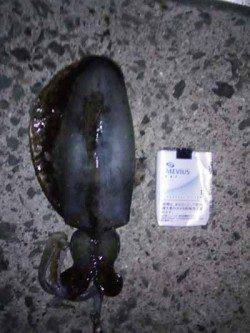 印南港　風裏探しのエギングでアオリイカ狙い