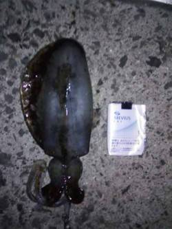 印南港　風裏探しのエギングでアオリイカ狙い…