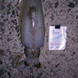 印南港　風裏探しのエギングでアオリイカ狙い