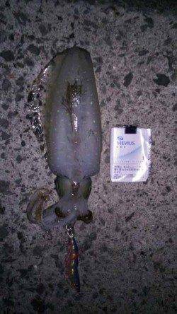 印南港　風裏探しのエギングでアオリイカ狙い