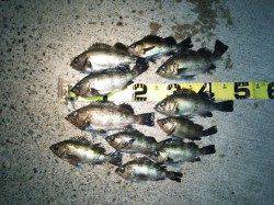 竹野港でプラッキング〜久しぶりに楽しめたメバリングでした♪