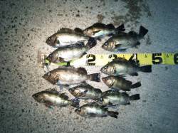 竹野港でプラッキング〜久しぶりに楽しめたメ…