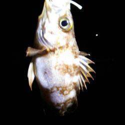 旭　雨中のメバリング釣行でメバル＆ガシラ