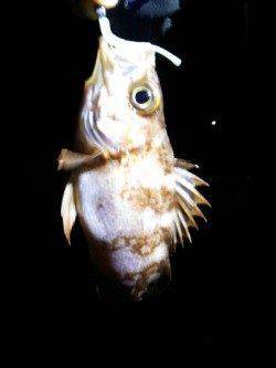 旭　雨中のメバリング釣行でメバル＆ガシラ