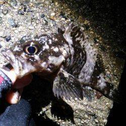 旭　雨中のメバリング釣行でメバル＆ガシラ