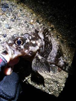 旭　雨中のメバリング釣行でメバル＆ガシラ