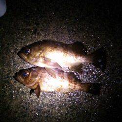 京丹後西部の旭にて雨の中でのメバリング釣行