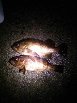 京丹後西部の旭にて雨の中でのメバリング釣行…