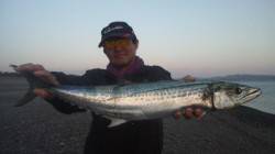 煙樹ヶ浜でショアジギング、サワラ70㎝がヒ…