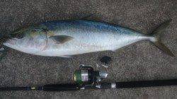 ド遠投高速リトリーブでガツンと一発〜煙樹ヶ浜でメジロ78cm