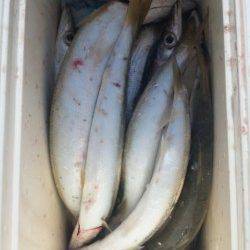 ただいま日高港にて夕方にカマス釣れてます♪