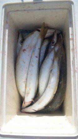 ただいま日高港にて夕方にカマス釣れてます♪