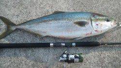 トップでガバッっとでました！！煙樹ヶ浜でメジロ76cm