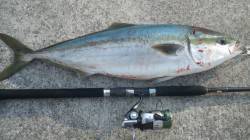 トップでガバッっとでました！！煙樹ヶ浜でメ…