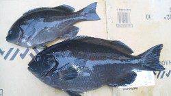 三尾の磯グレ〜ドスンと強烈な引きでシーズン初の40UP☆