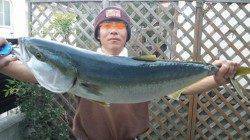 トップでガバッっとでました！！煙樹ヶ浜でメジロ76cm