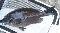 三尾の磯グレ〜ドスンと強烈な引きでシーズン初の40UP☆