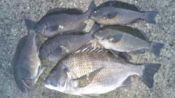 美浜のフカセ釣りでグレ、夕方には本命チヌが…