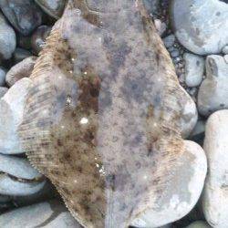 河口でスズキ狙い〜夕マヅメにはヒラメがヒット！