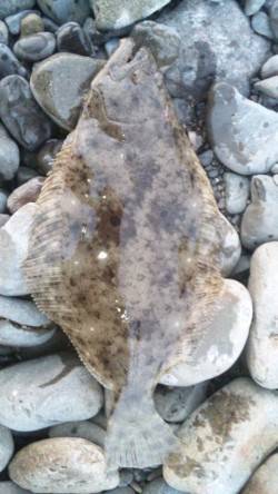 河口でスズキ狙い〜夕マヅメにはヒラメがヒッ…