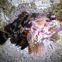 垂水漁港でメバル狙い〜粘ってガシラの釣果でした