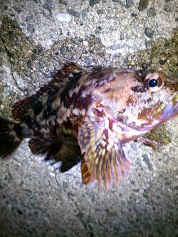 垂水漁港でメバル狙い〜粘ってガシラの釣果で…