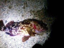 垂水漁港でメバル狙い〜粘ってガシラの釣果でした